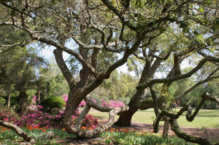 Airlie Gardens, United States